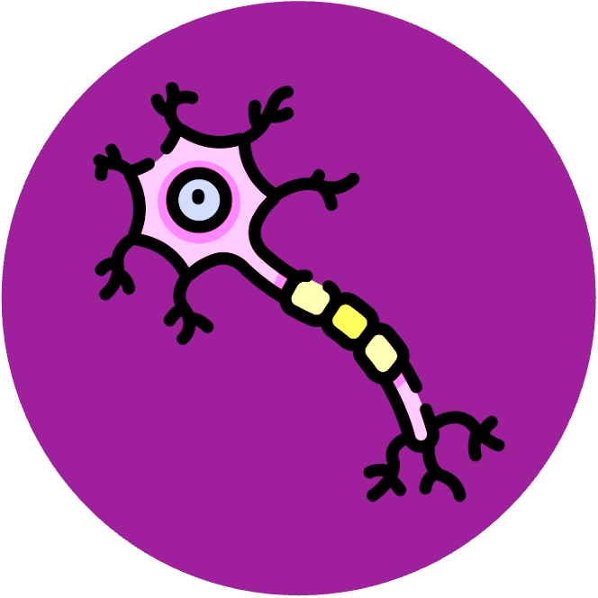 Nervous System HL
